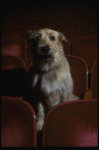 Sandy the dog sitting in the audience of the Alvin Theatre, home of the Broadway production of the musical "Annie."