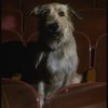 Sandy the dog sitting in the audience of the Alvin Theatre, home of the Broadway production of the musical "Annie."