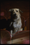 Sandy the dog sitting in the audience of the Alvin Theatre, home of the Broadway production of the musical "Annie."