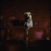Sandy the dog sitting in the audience of the Alvin Theatre, home of the Broadway production of the musical "Annie."