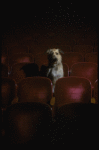 Sandy the dog sitting in the audience of the Alvin Theatre, home of the Broadway production of the musical "Annie."