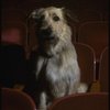 Sandy the dog sitting in the audience of the Alvin Theatre, home of the Broadway production of the musical "Annie."