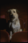 Sandy the dog sitting in the audience of the Alvin Theatre, home of the Broadway production of the musical "Annie."