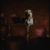Sandy the dog sitting in the audience of the Alvin Theatre, home of the Broadway production of the musical "Annie."