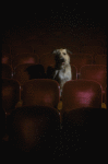 Sandy the dog sitting in the audience of the Alvin Theatre, home of the Broadway production of the musical "Annie."