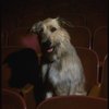 Sandy the dog sitting in the audience of the Alvin Theatre, home of the Broadway production of the musical "Annie."