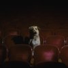 Sandy the dog sitting in the audience of the Alvin Theatre, home of the Broadway production of the musical "Annie."