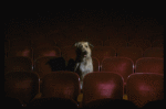 Sandy the dog sitting in the audience of the Alvin Theatre, home of the Broadway production of the musical "Annie."