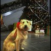 Sandy the dog in a scene from the Broadway production of the musical "Annie."