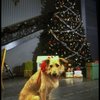 Sandy the dog in a scene from the Broadway production of the musical "Annie."