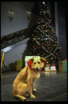 Sandy the dog in a scene from the Broadway production of the musical "Annie."
