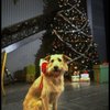 Sandy the dog in a scene from the Broadway production of the musical "Annie."
