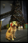 Sandy the dog in a scene from the Broadway production of the musical "Annie."