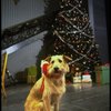 Sandy the dog in a scene from the Broadway production of the musical "Annie."