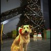 Sandy the dog in a scene from the Broadway production of the musical "Annie."