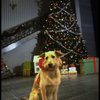 Sandy the dog in a scene from the Broadway production of the musical "Annie."