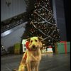 Sandy the dog in a scene from the Broadway production of the musical "Annie."
