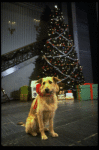 Sandy the dog in a scene from the Broadway production of the musical "Annie."