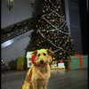 Sandy the dog in a scene from the Broadway production of the musical "Annie."