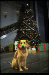 Sandy the dog in a scene from the Broadway production of the musical "Annie."