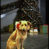 Sandy the dog in a scene from the Broadway production of the musical "Annie."
