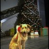 Sandy the dog in a scene from the Broadway production of the musical "Annie."