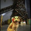 Sandy the dog in a scene from the Broadway production of the musical "Annie."