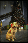 Sandy the dog in a scene from the Broadway production of the musical "Annie."