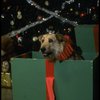 Sandy the dog in a scene from the Broadway production of the musical "Annie."