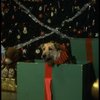 Sandy the dog in a scene from the Broadway production of the musical "Annie."