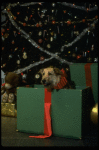 Sandy the dog in a scene from the Broadway production of the musical "Annie."