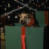 Sandy the dog in a scene from the Broadway production of the musical "Annie."