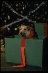 Sandy the dog in a scene from the Broadway production of the musical "Annie."