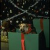 Sandy the dog in a scene from the Broadway production of the musical "Annie."