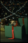 Sandy the dog in a scene from the Broadway production of the musical "Annie."