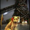 Sandy the dog in a scene from the Broadway production of the musical "Annie."