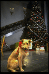 Sandy the dog in a scene from the Broadway production of the musical "Annie."