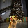 Sandy the dog in a scene from the Broadway production of the musical "Annie."