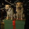 Sandy the dog and his understudy on the set of the Broadway production of the musical "Annie."