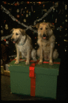 Sandy the dog and his understudy on the set of the Broadway production of the musical "Annie."
