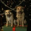 Sandy the dog and his understudy on the set of the Broadway production of the musical "Annie."