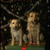 Sandy the dog and his understudy on the set of the Broadway production of the musical "Annie."