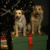 Sandy the dog and his understudy on the set of the Broadway production of the musical "Annie."