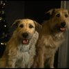 Sandy the dog and his understudy on the set of the Broadway production of the musical "Annie."