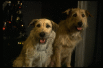 Sandy the dog and his understudy on the set of the Broadway production of the musical "Annie."