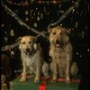 Sandy the dog and his understudy on the set of the Broadway production of the musical "Annie."