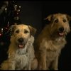 Sandy the dog and his understudy on the set of the Broadway production of the musical "Annie."