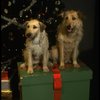Sandy the dog and his understudy on the set of the Broadway production of the musical "Annie."