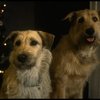 Sandy the dog and his understudy on the set of the Broadway production of the musical "Annie."