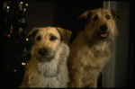Sandy the dog and his understudy on the set of the Broadway production of the musical "Annie."